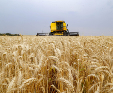 31.09.2021 - Plantação de trigo, região de Tibagi/Pr
Foto Gilson Abreu/AEN