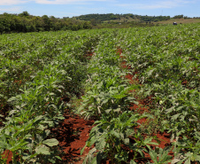 Estimulada por Uraí, no Norte, produção de quiabo começa a se expandir no Estado