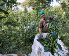 Tradicional erva-mate de São Mateus do Sul se reinventa e ganha novos mercados