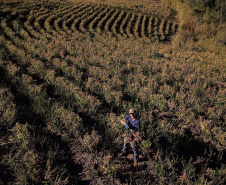 Gengibre e inhame impulsionam a agricultura familiar em Tamarana, na Região Norte. Foto: José Fernando Ogura/AEN
