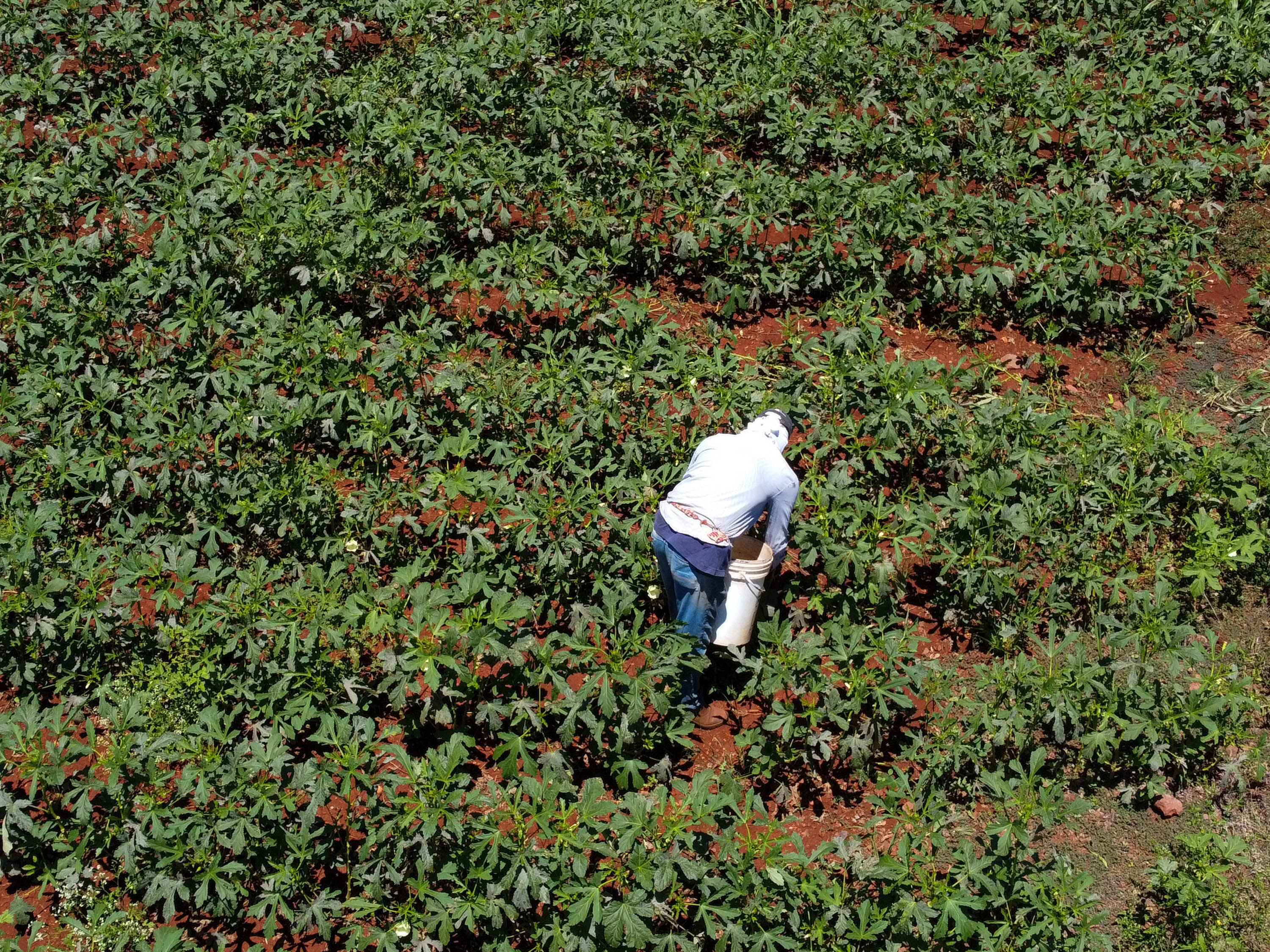 Estimulada por Uraí, no Norte, produção de quiabo começa a se expandir no Estado