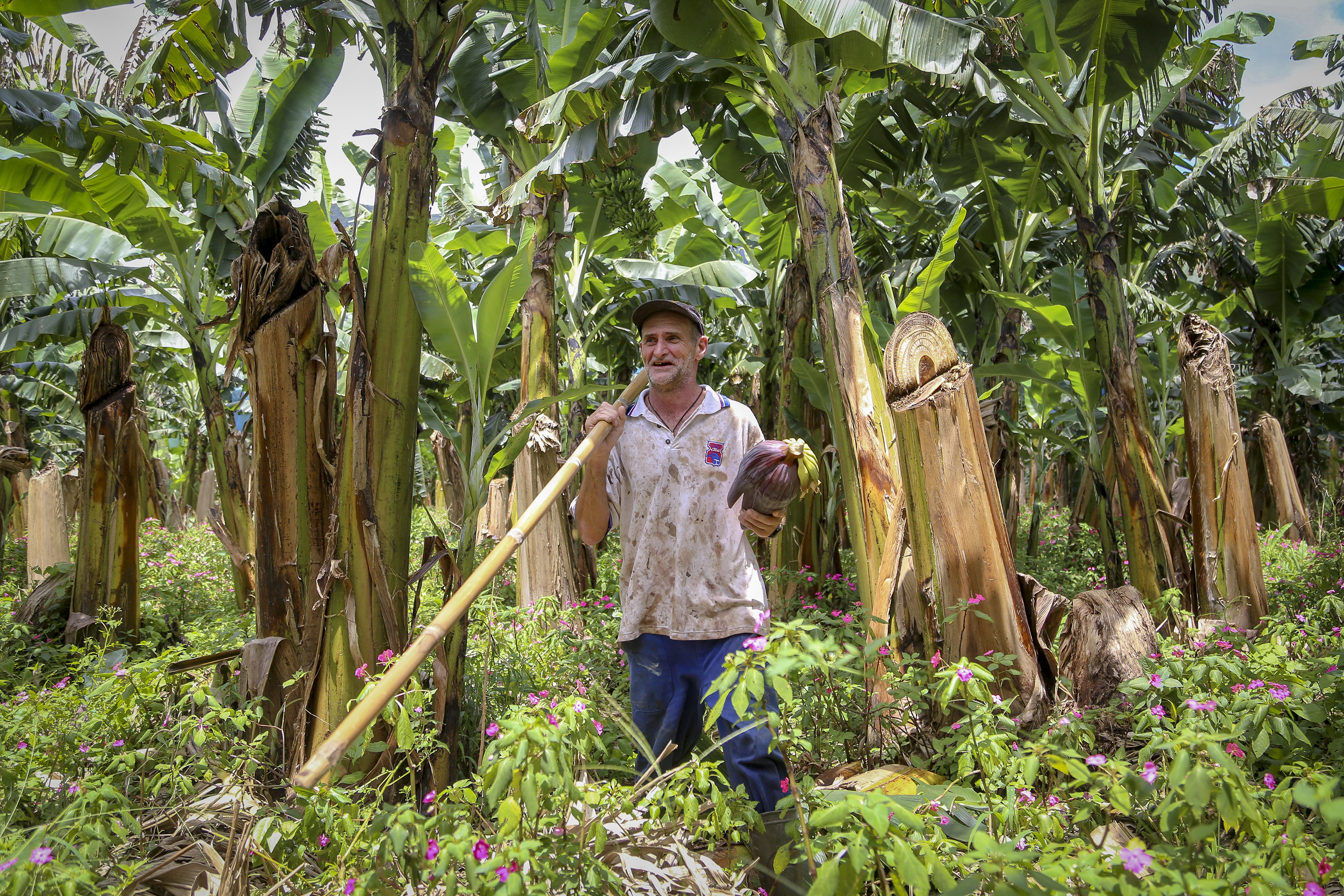 banana019_1 Produção de bananas em Guaratuba supera a média nacional e gera renda para o litoral