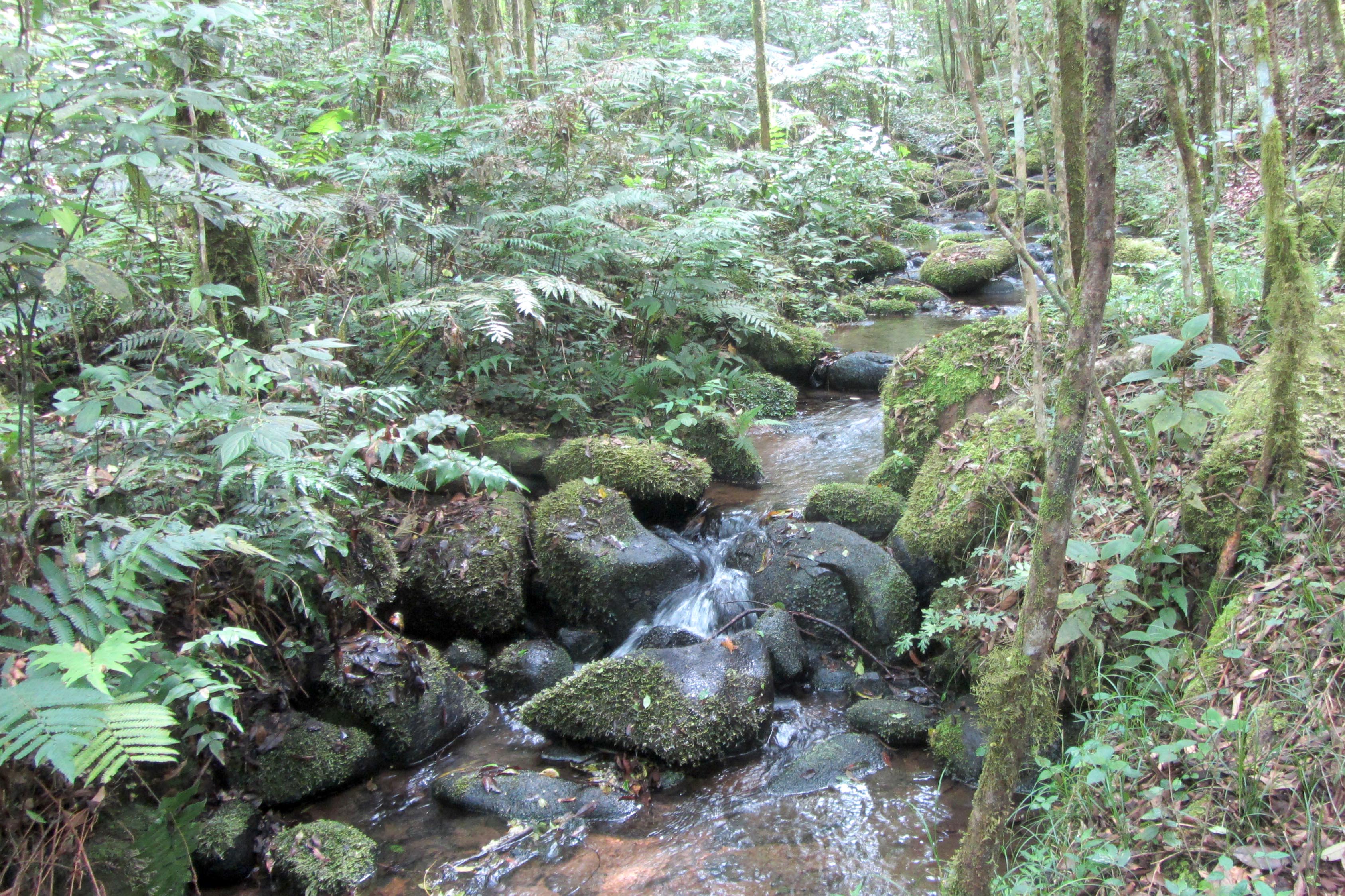 Governo do Paraná destaca papel das RPPNs na conservação da biodiversidade
