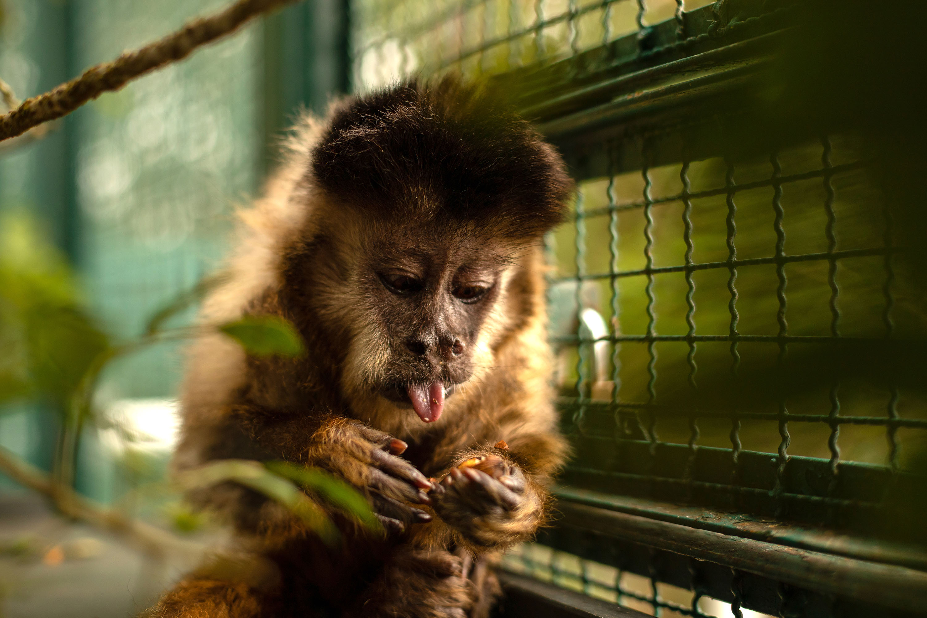 Morre macaco-prego que motivou iniciativas pró-fauna do Governo do