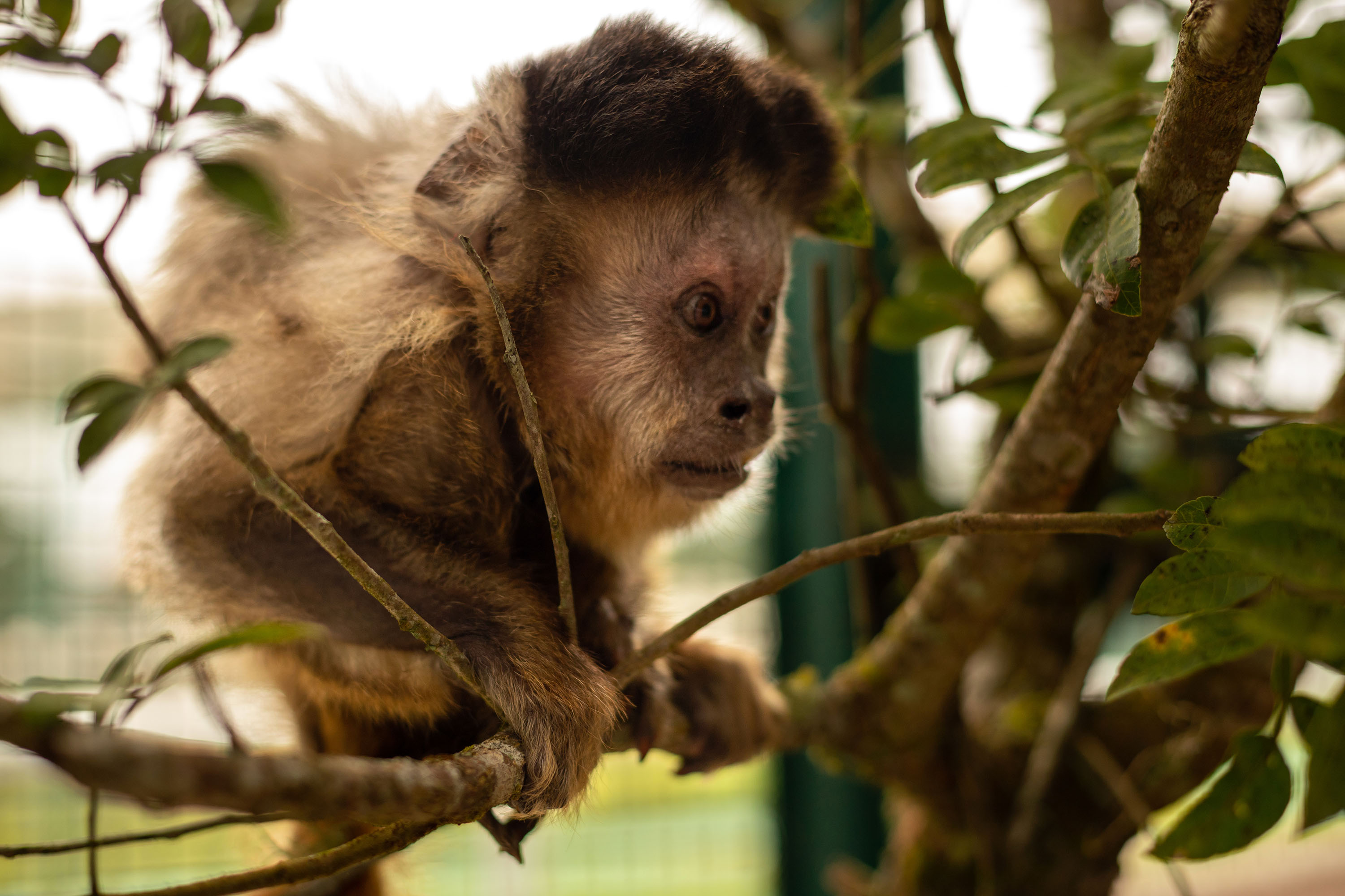 G1 - Macaco-prego é inteligente e pode saltar até três metros de distância  - notícias em Fauna