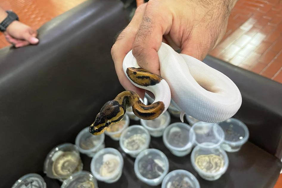 Cobras exóticas dos EUA são encontradas em casa no interior de SP