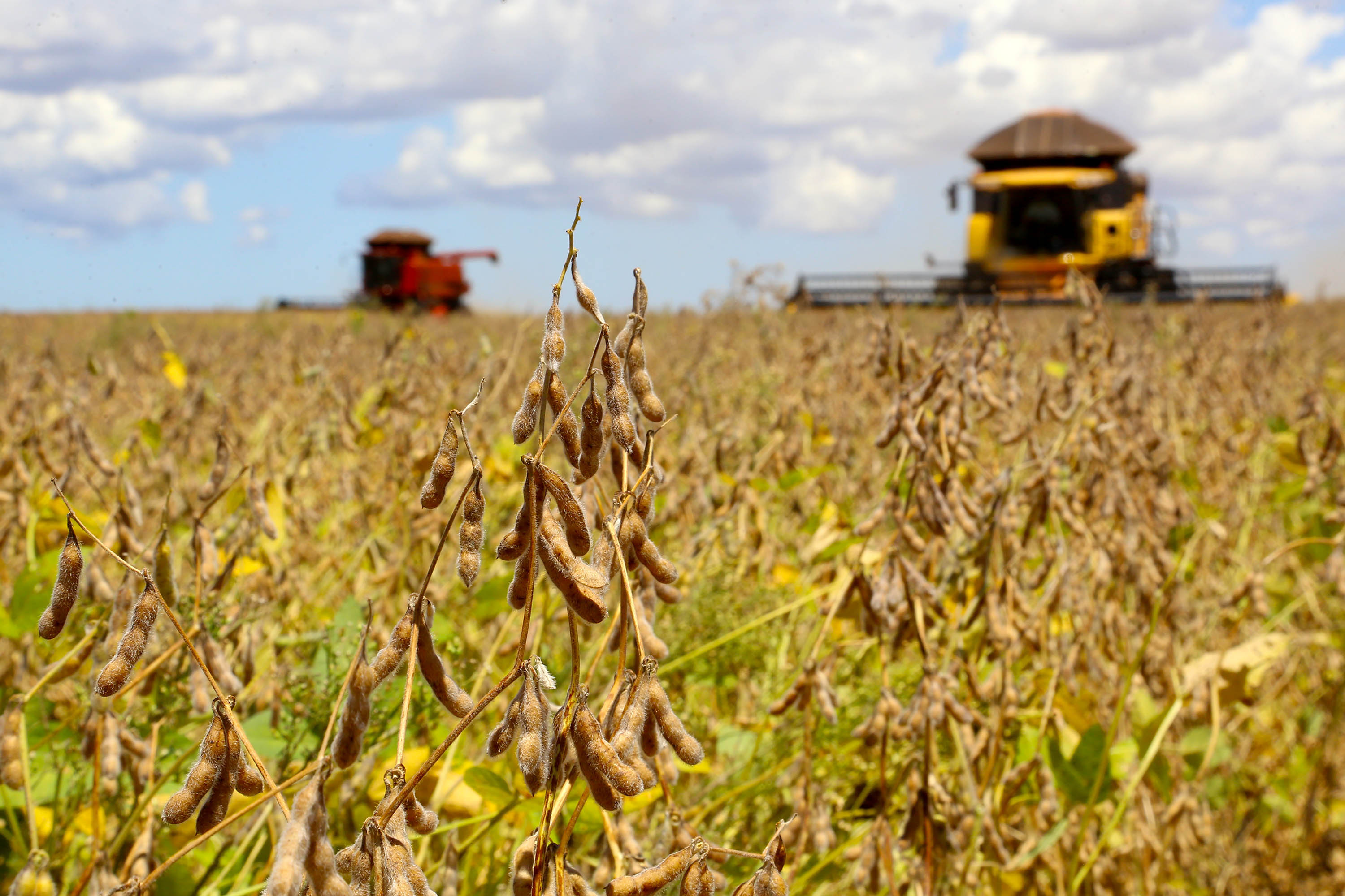  Plantio de soja avança no Paraná e chega a 15% da área 
