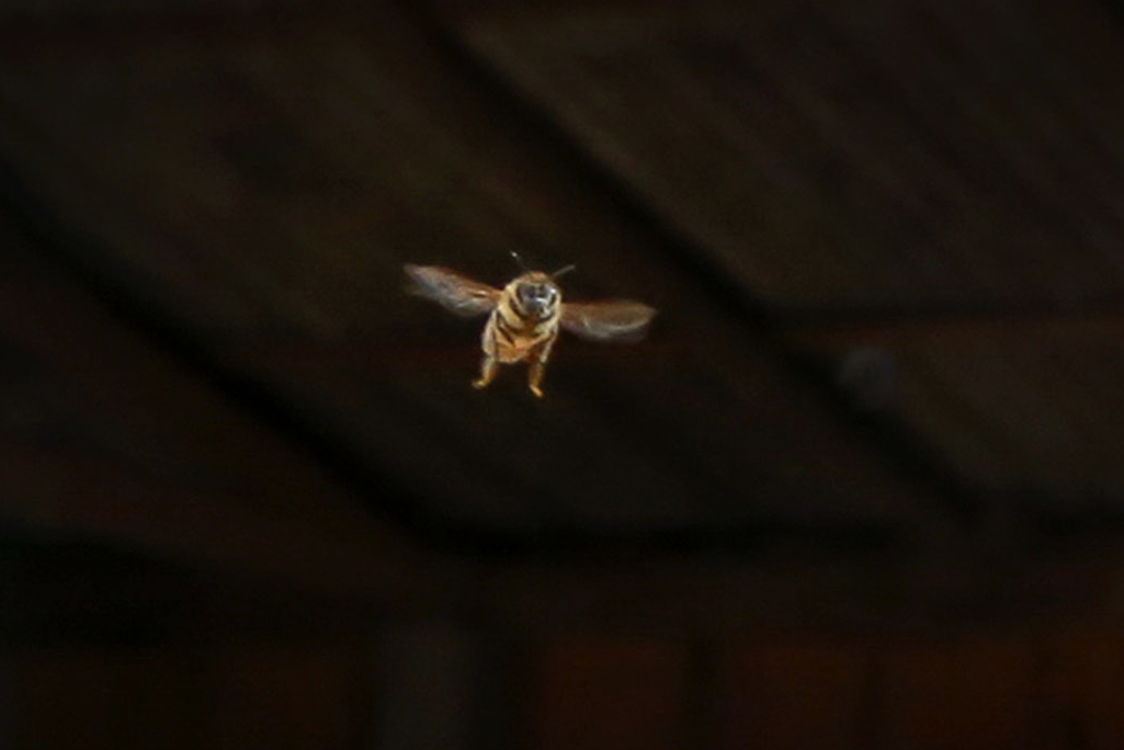 Novo aplicativo contribui para proteção de abelhas na região de Campo Mourão