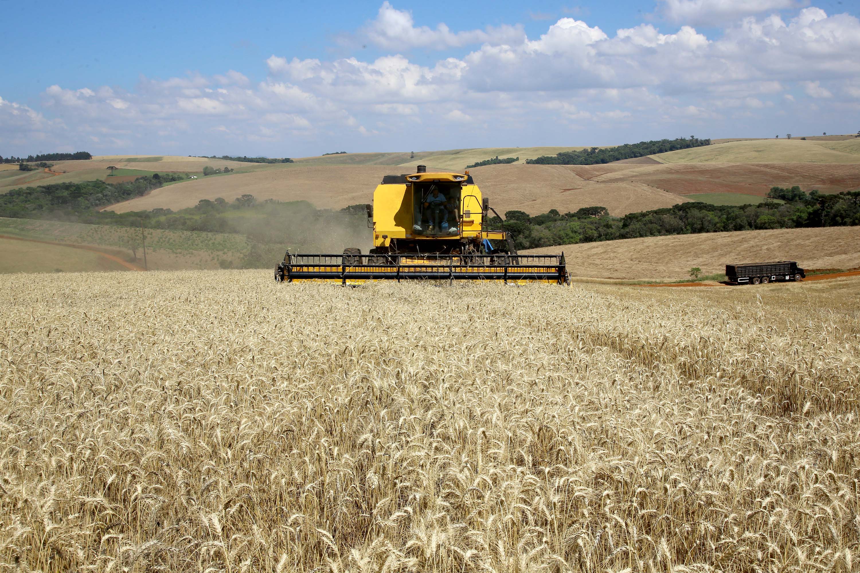 No Paraná colheita do trigo avança pouco com chuvas intermitentes em todo Estado