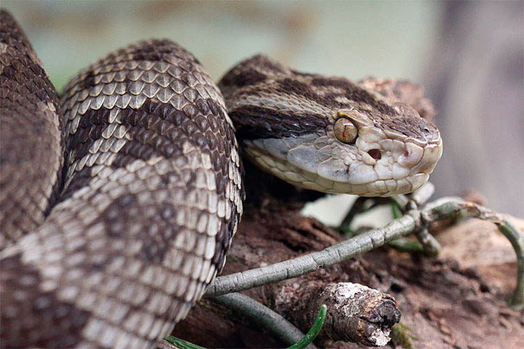 Estudo correlaciona fatores de risco e acidentes com serpentes no Paraná