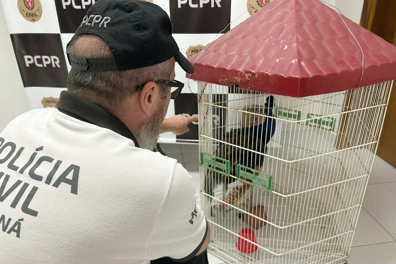  PCPR recupera pavão furtado em menos de 24 horas após o crime 
