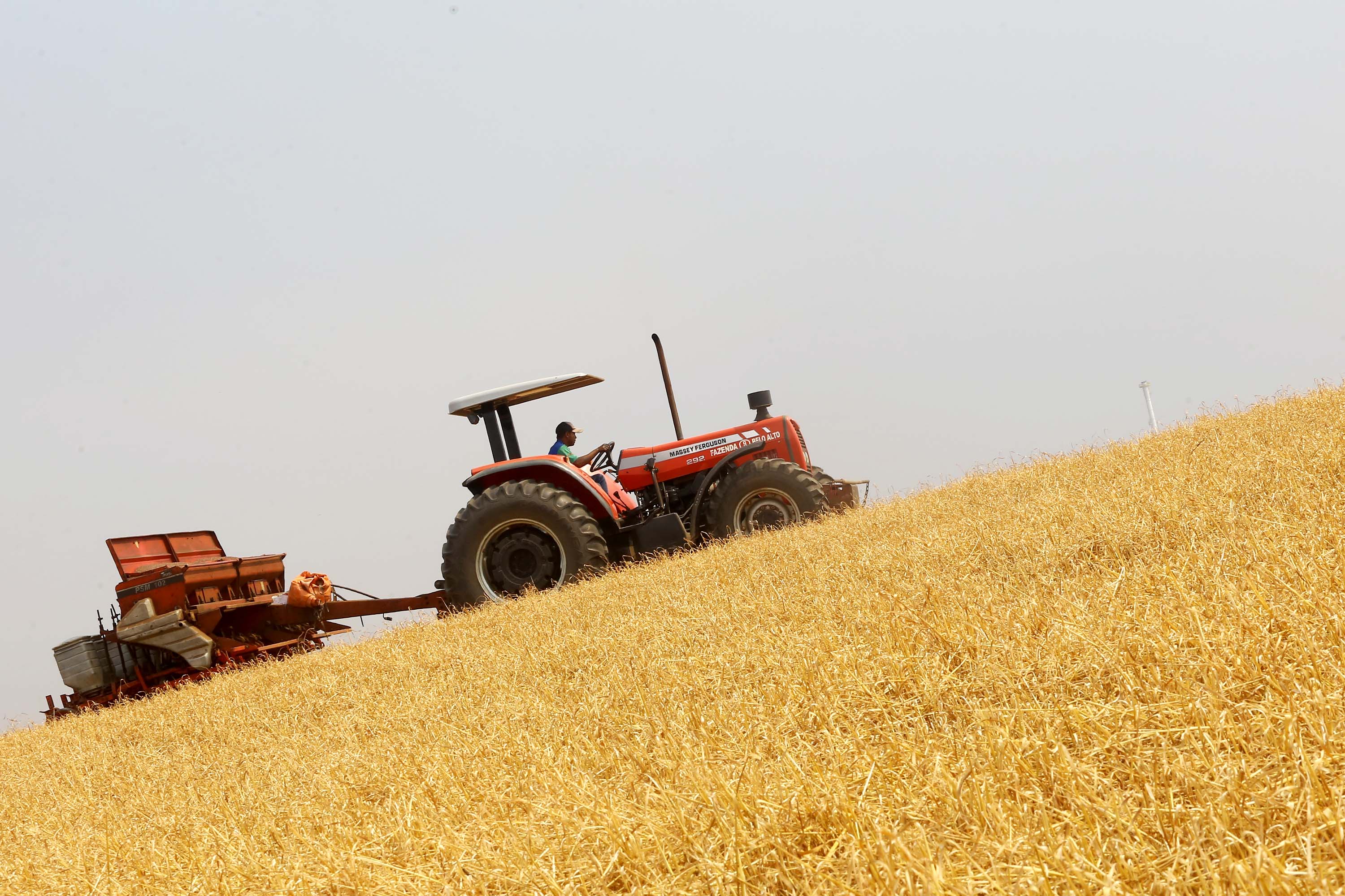 Boletim destaca início do plantio da 2ª safra de milho e aumento de 370% nas exportações do produto