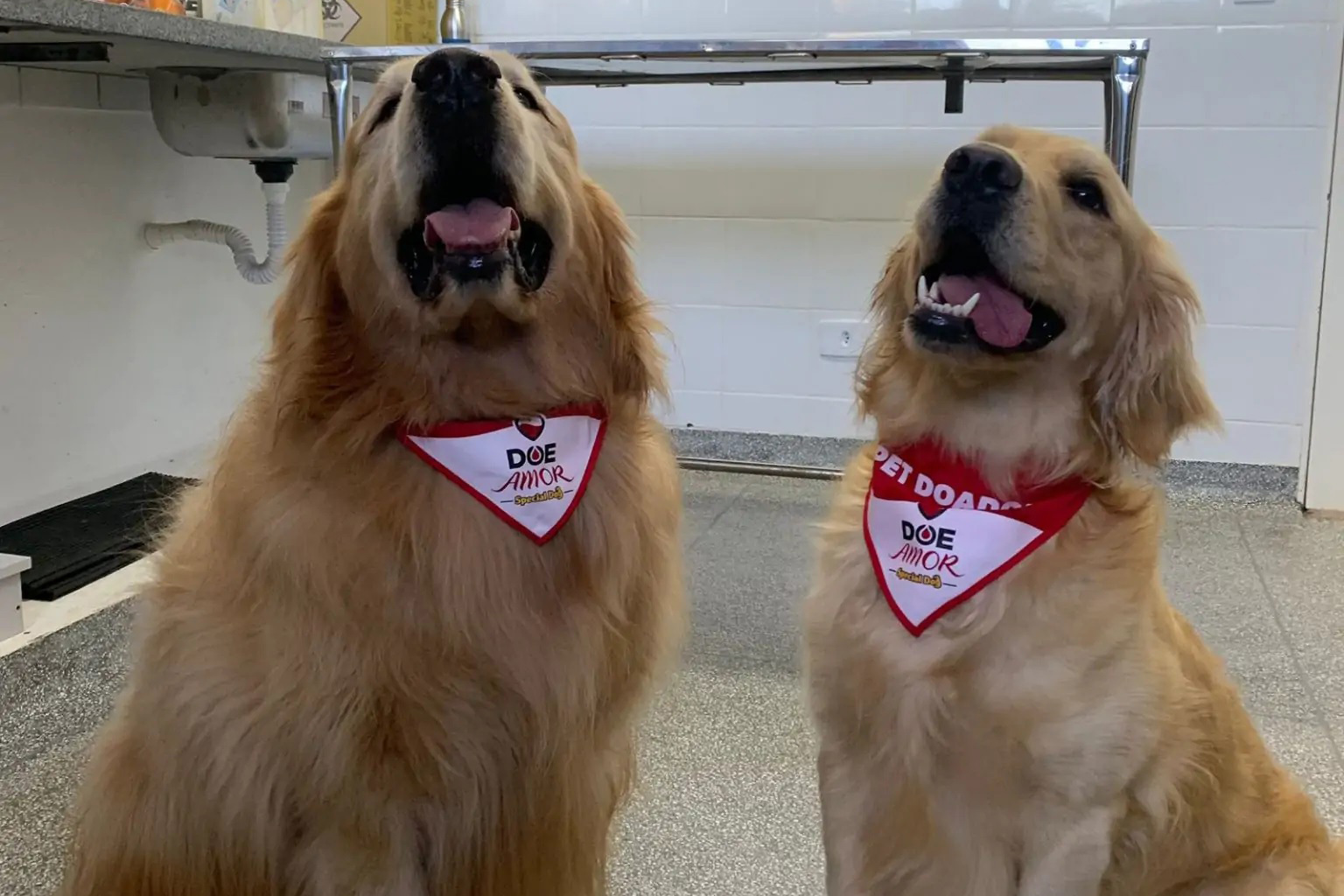 Laboratório especializado em transfusão de sangue em cães e gatos pede novos doadores
