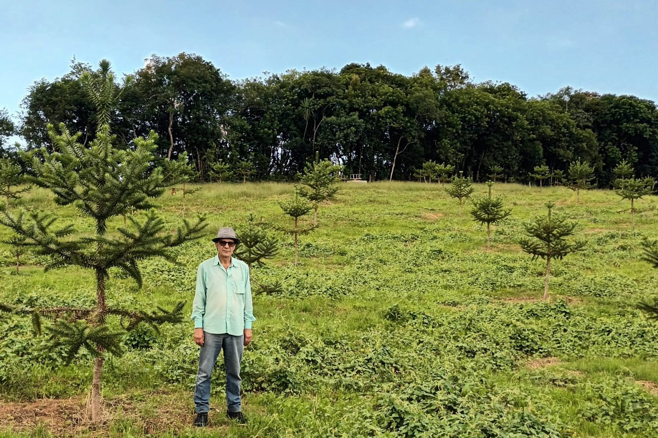 Produtor de Campo Largo investe no cultivo de araucária enxertada