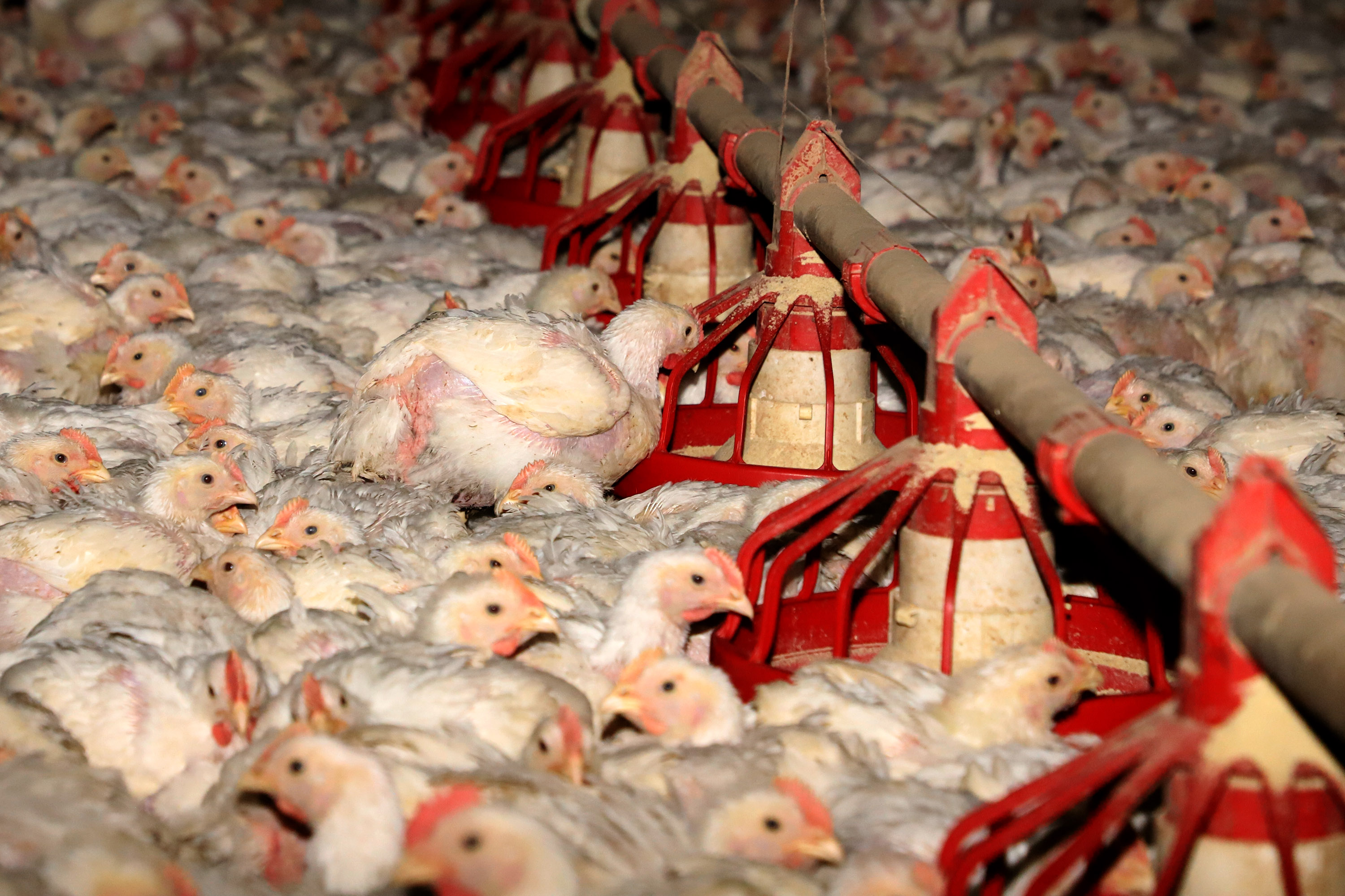 Saber onde estão os animais, particularmente as aves, para agir de forma rápida e eficaz é importante sobretudo neste momento em que o País e o Estado, em particular, estão sob risco de gripe aviária em granjas comerciais.