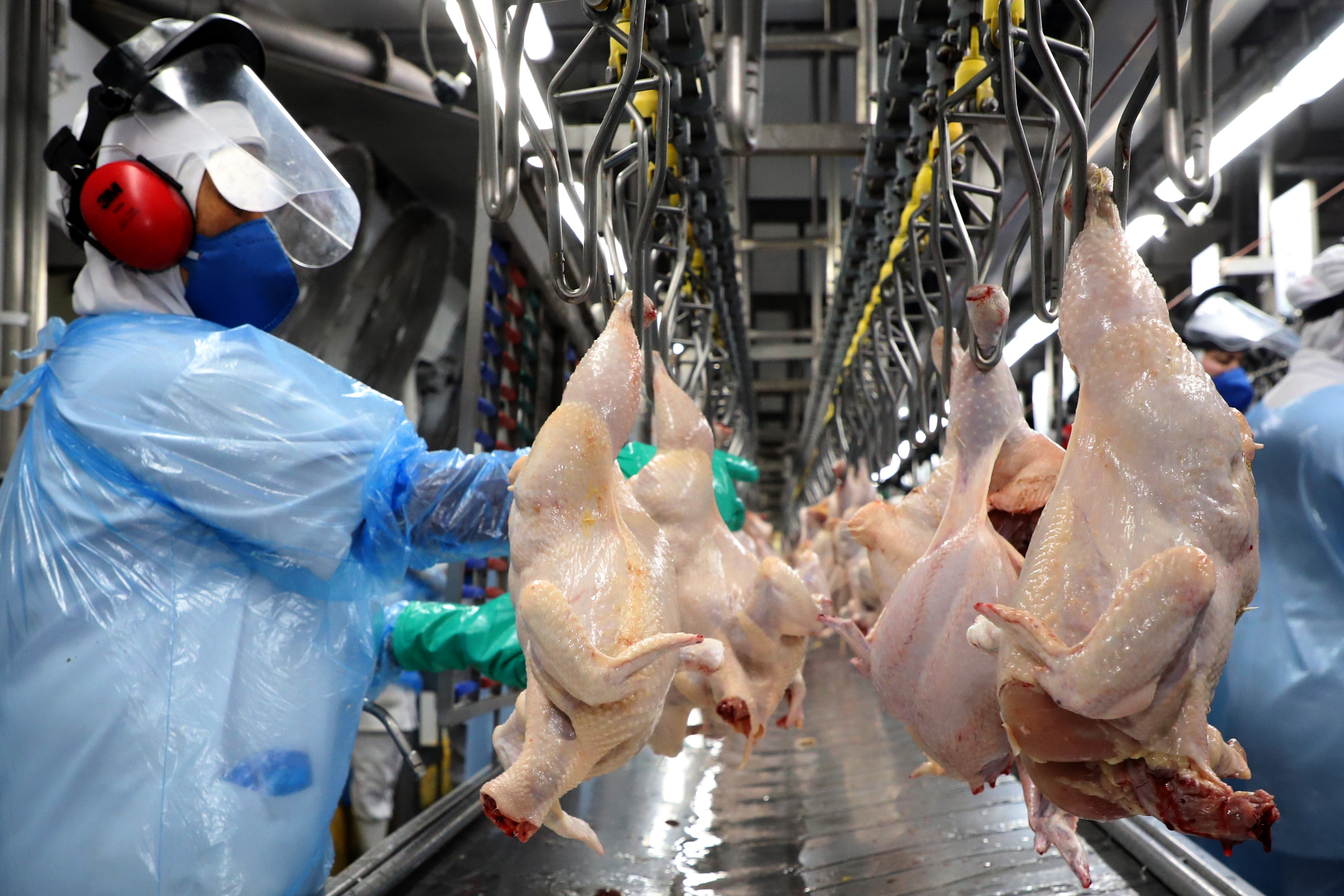Líder nacional na produção de carne de frango, Paraná bate novo recorde trimestral