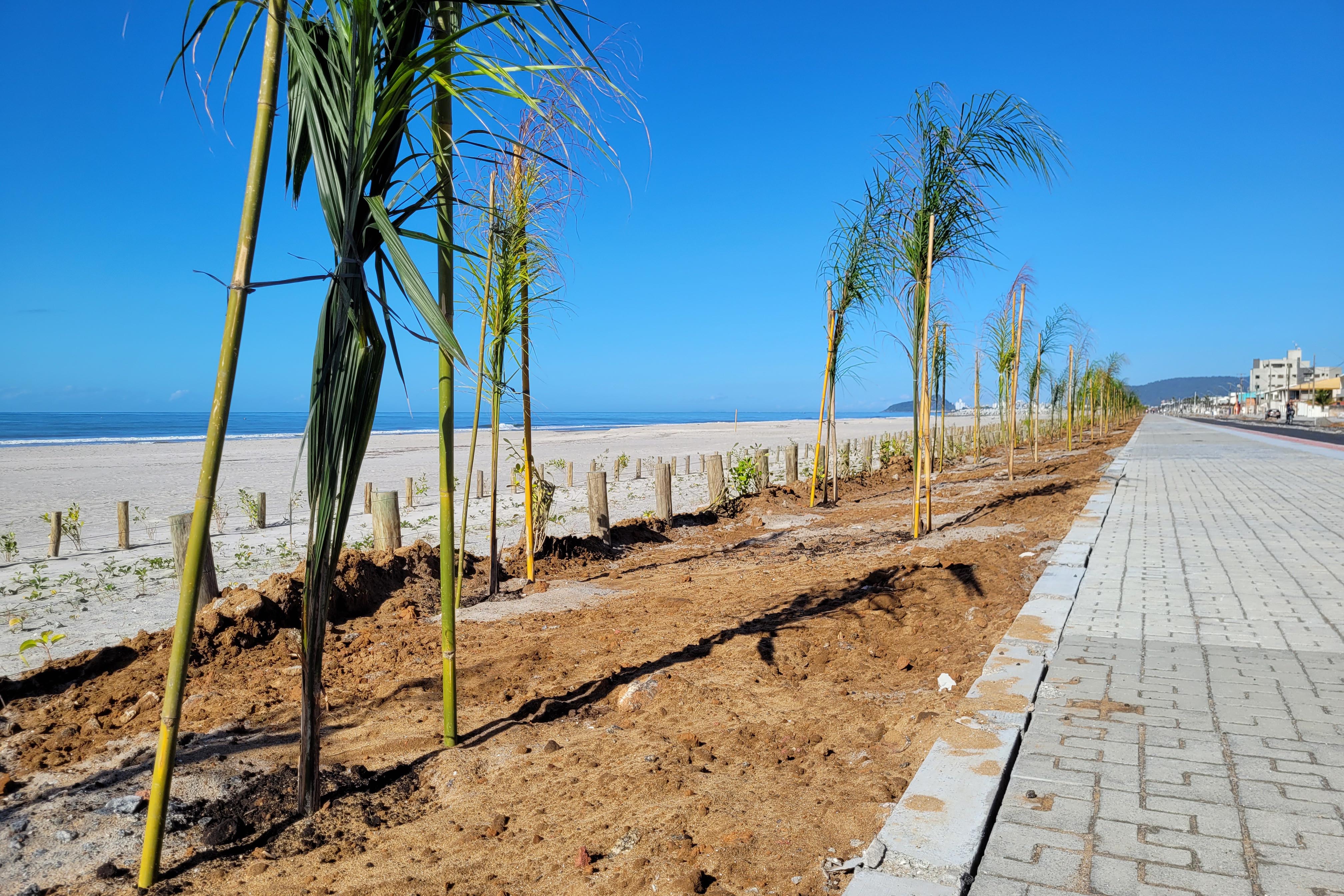 Restinga: a vegetação do litoral