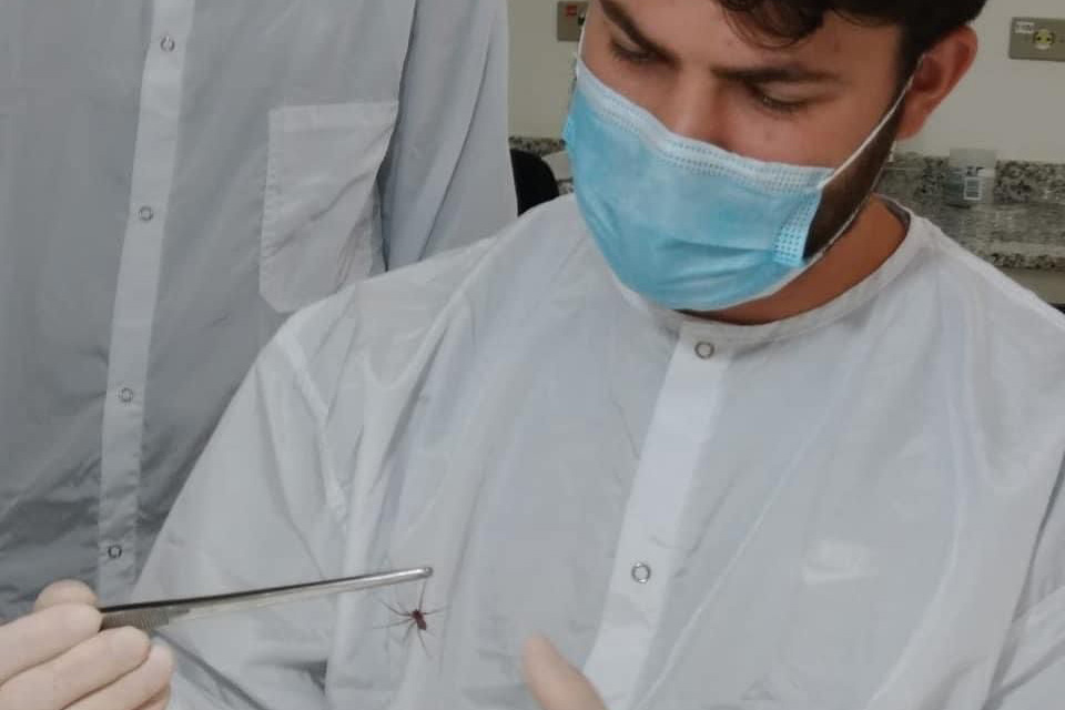 Captura de aranha-marrom garante produção de soro antiloxoscélico no Paraná 