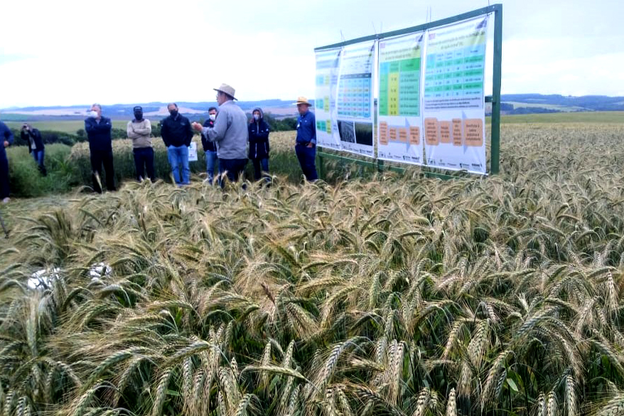 IDR-Paraná mostra viabilidade do cultivo de cereais de inverno em Ponta Grossa