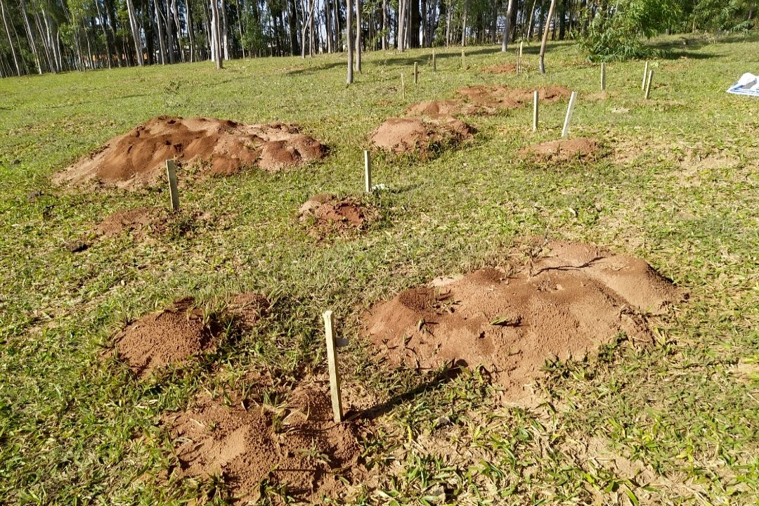 IDR-Paraná intensifica capacitação dos produtores para o enfrentamento da formiga cortadeira