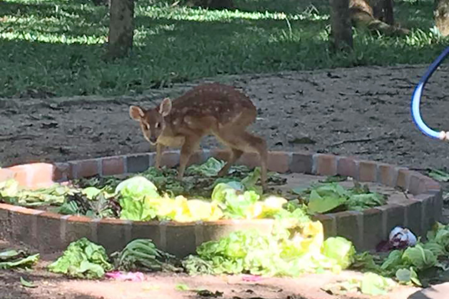 BANCO ALIMENTOS ANIMAIS