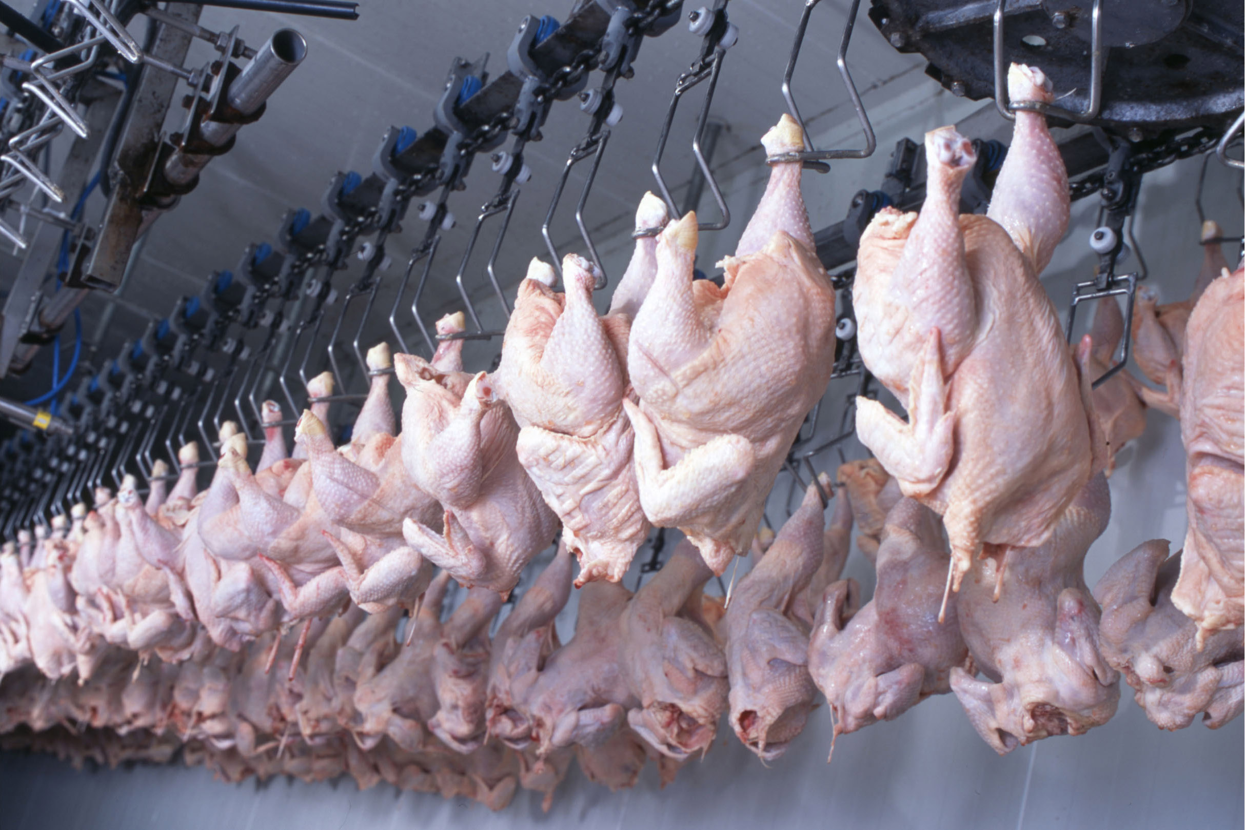 Mais um frigorífico do Paraná é habilitado para exportar frango halal para a Malásia