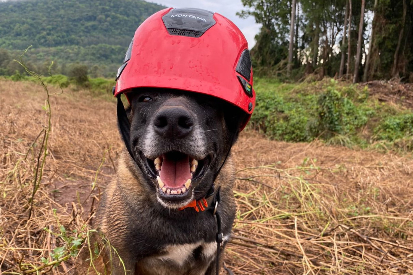 Paraná sedia pela 1ª vez Certificação Nacional de Cães de Busca e Resgate