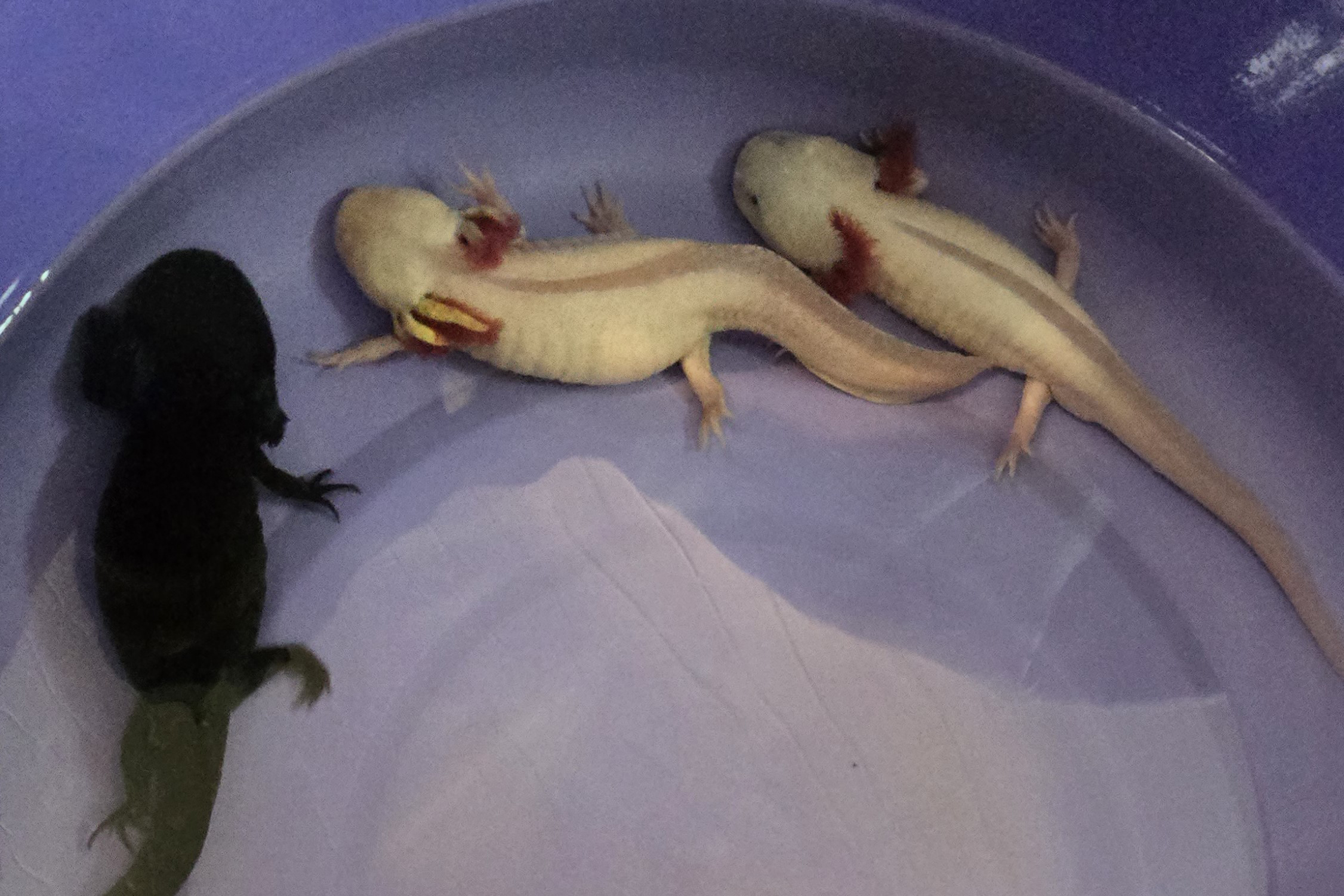 IAT ANIMAIS FAUNA SILVESTRE RESGATADOS