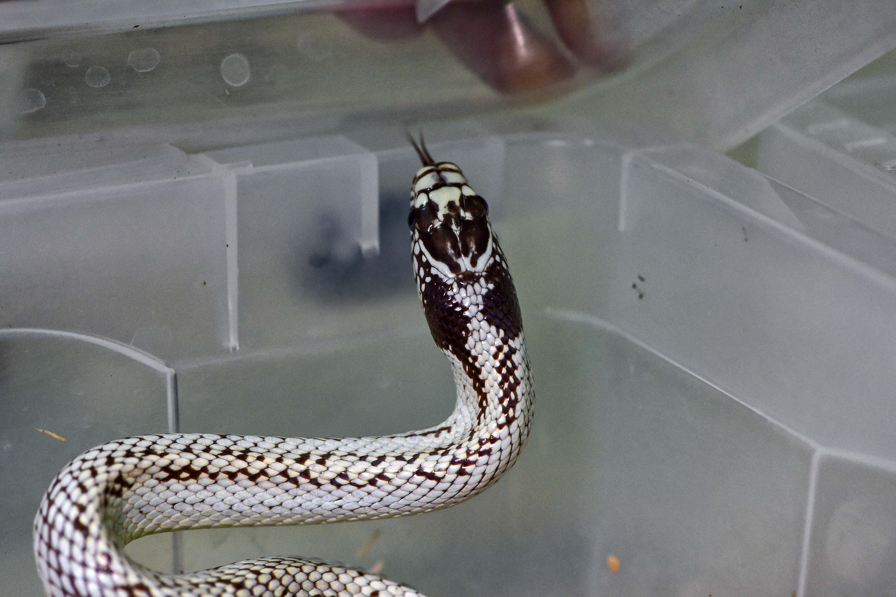IAT ANIMAIS FAUNA SILVESTRE RESGATADOS