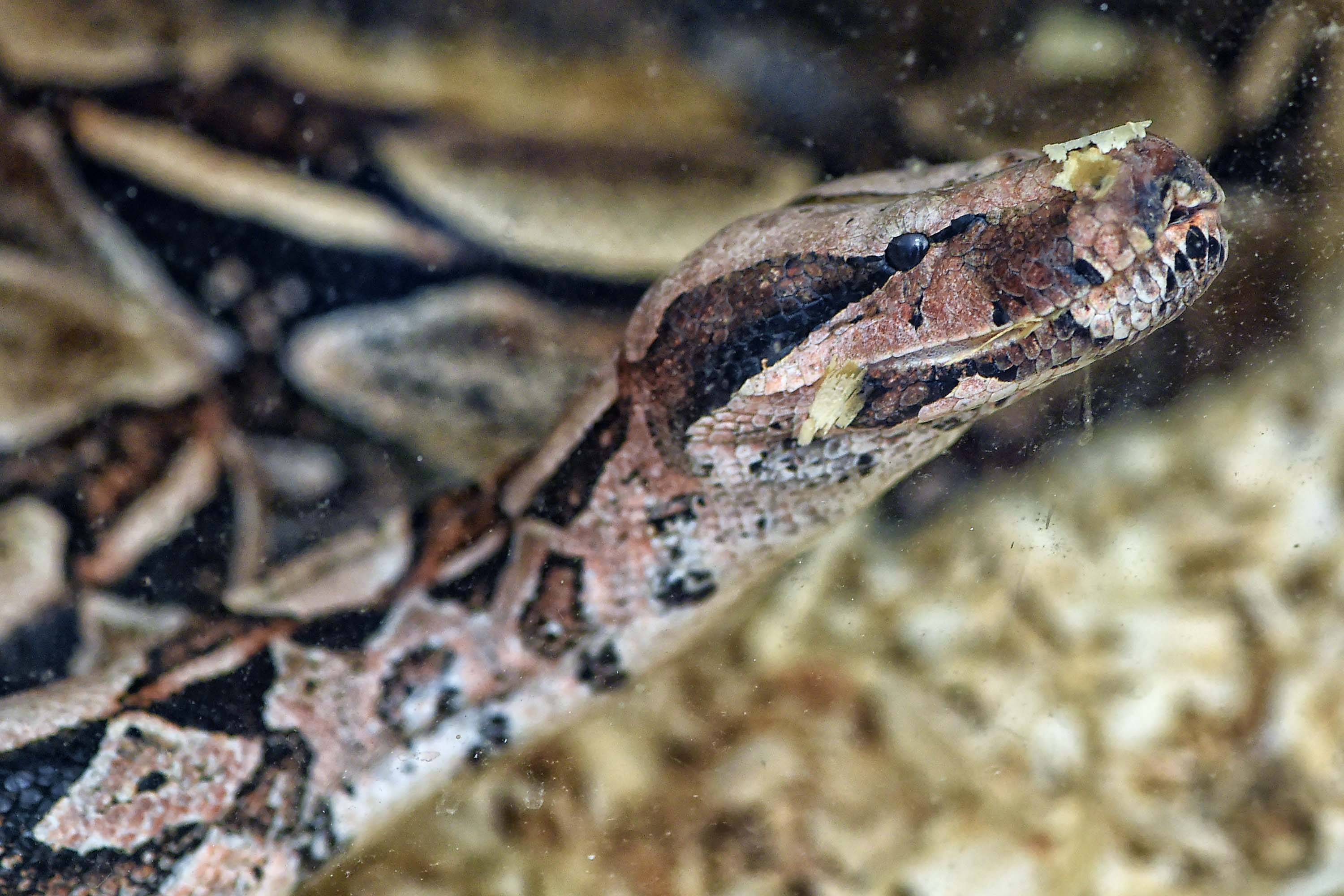 IAT ANIMAIS FAUNA SILVESTRE RESGATADOS