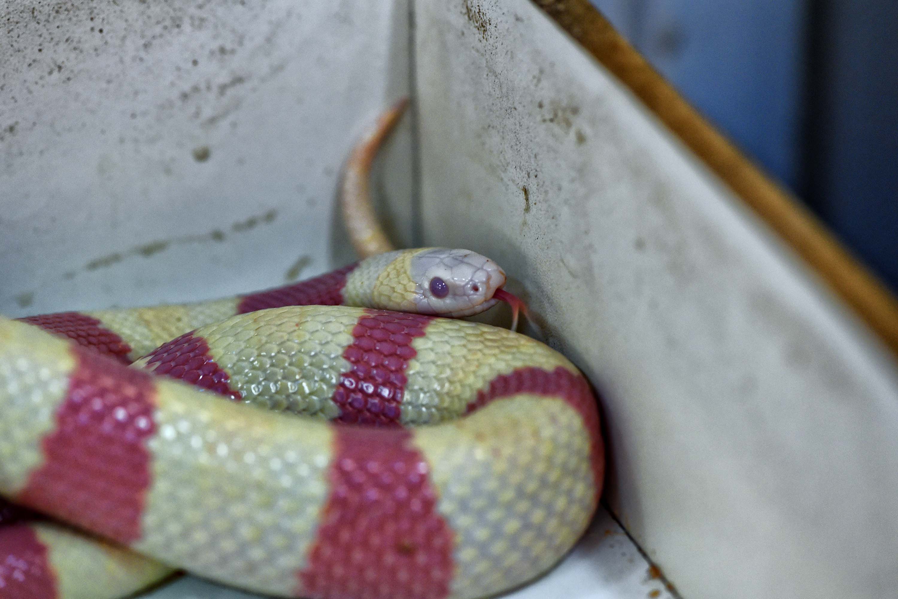 IAT ANIMAIS FAUNA SILVESTRE RESGATADOS
