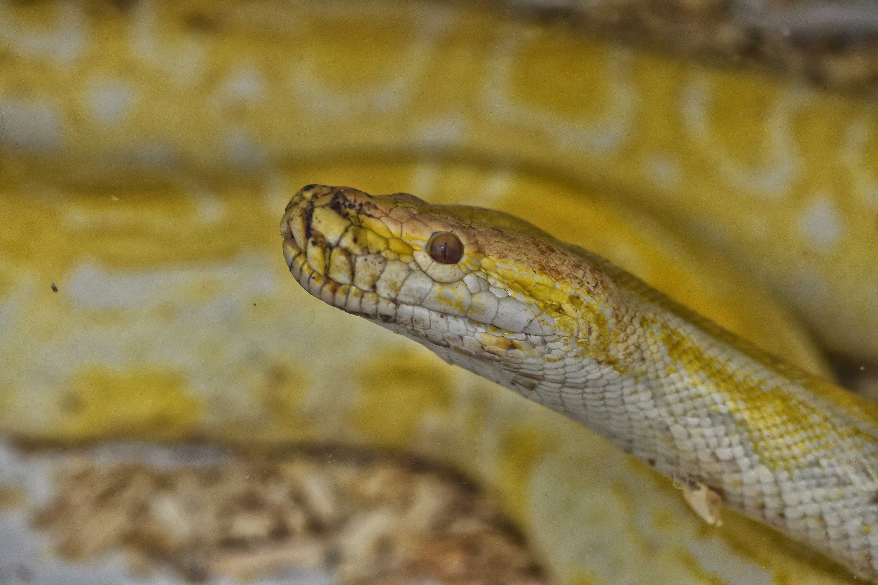 IAT ANIMAIS FAUNA SILVESTRE RESGATADOS