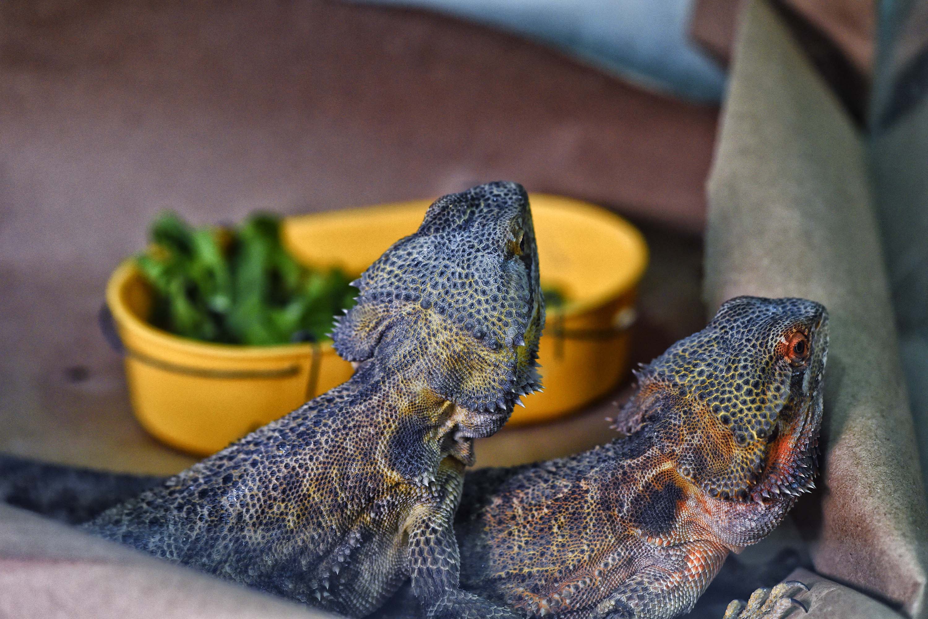 IAT ANIMAIS FAUNA SILVESTRE RESGATADOS