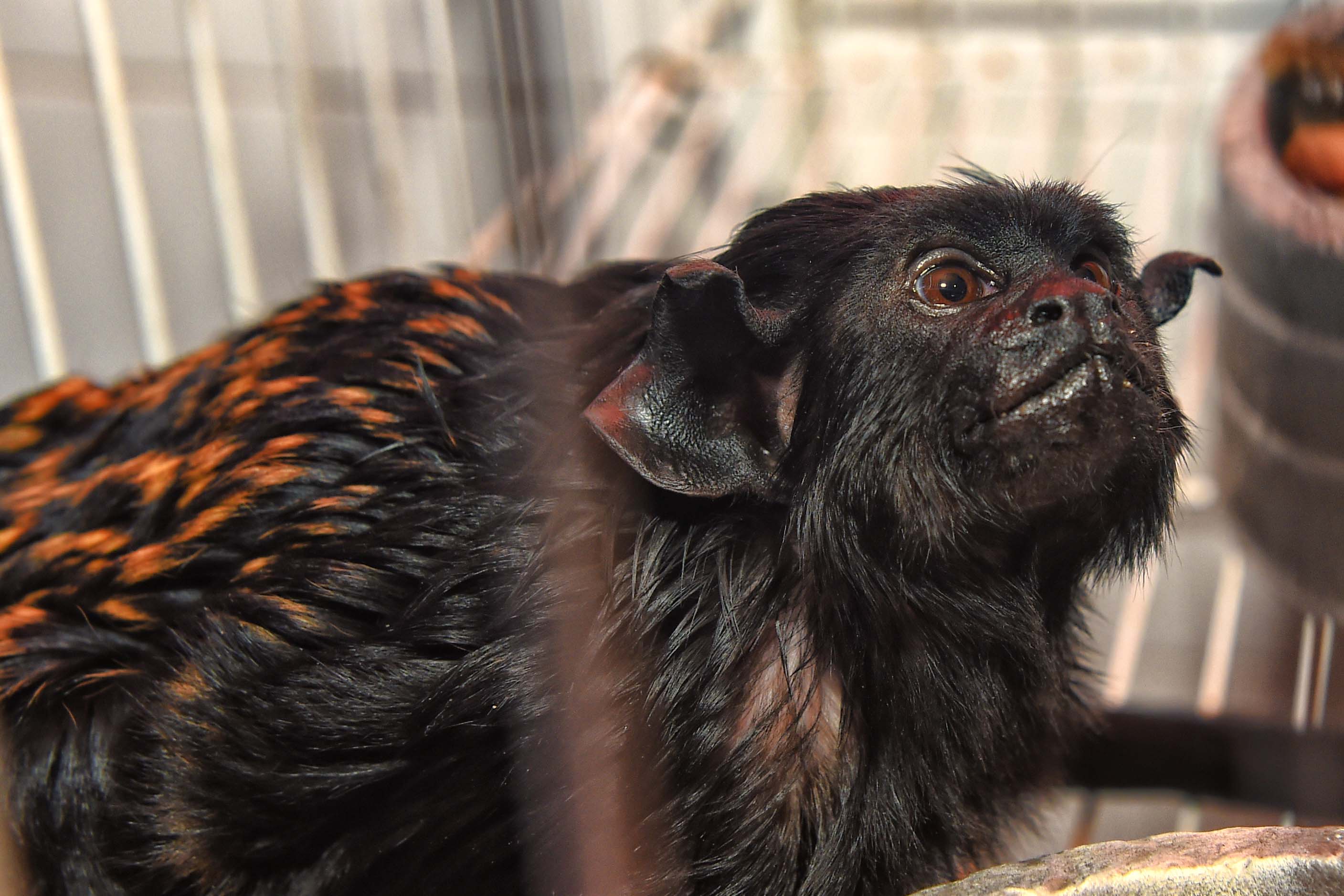 IAT ANIMAIS FAUNA SILVESTRE RESGATADOS