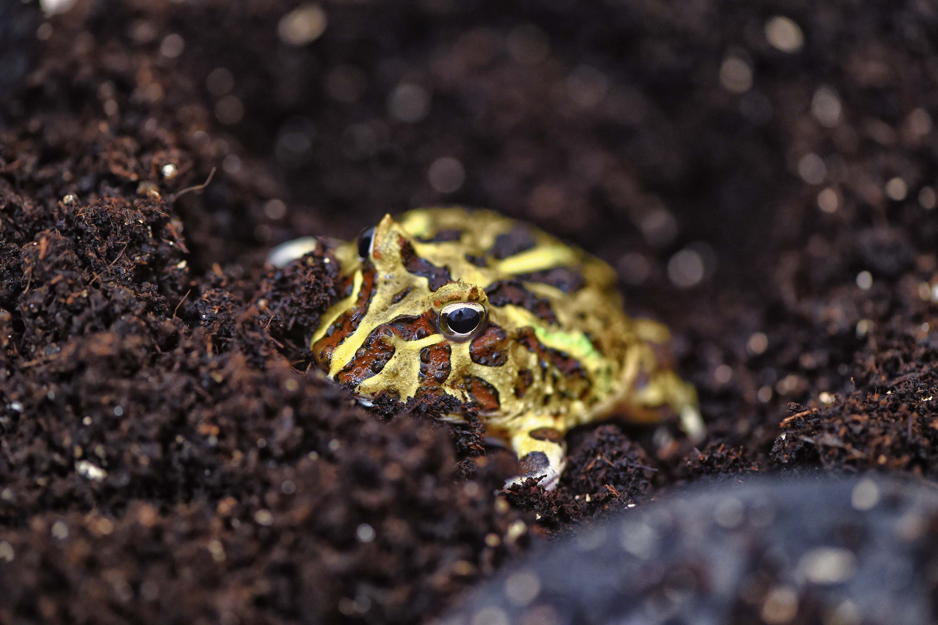 IAT ANIMAIS FAUNA SILVESTRE RESGATADOS