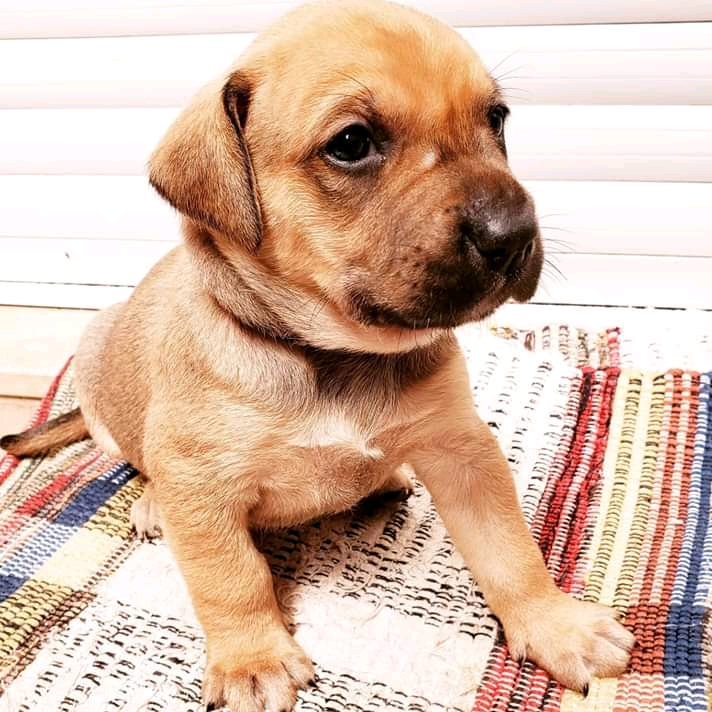 Com o objetivo de ajudar a área de proteção animal, também prejudicada pela pandemia da Covid-19, o Governo do Estado e entidades vão realizar em 23 de maio, a partir das 19 horas, o Leilão Pró-animal. Todo o recurso angariado será destinado à compra de ração para entidades de proteção animal. Os itens leiloados estarão disponíveis no site http://www.hkleiloes.com.br.Foto: ONG Amiigo Animal. - Curitiba