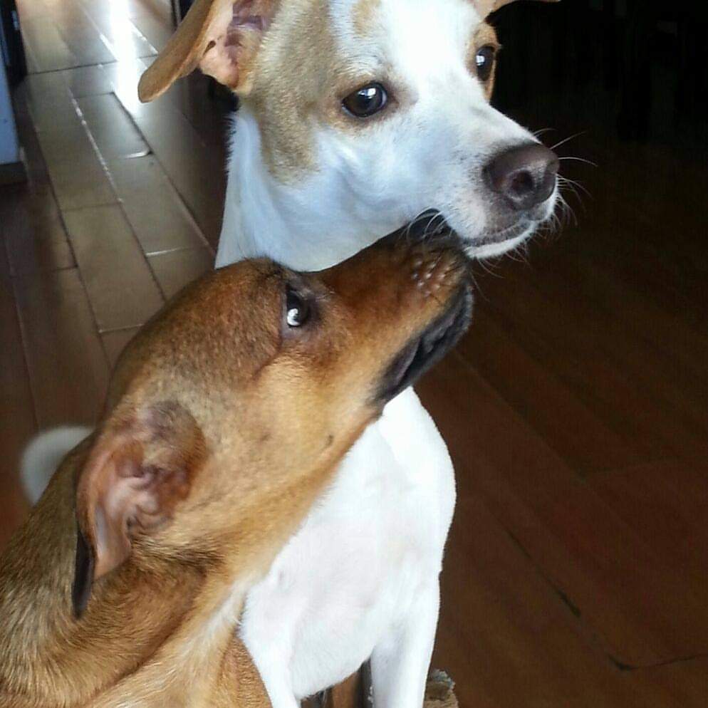 Com o objetivo de ajudar a área de proteção animal, também prejudicada pela pandemia da Covid-19, o Governo do Estado e entidades vão realizar em 23 de maio, a partir das 19 horas, o Leilão Pró-animal. Todo o recurso angariado será destinado à compra de ração para entidades de proteção animal. Os itens leiloados estarão disponíveis no site http://www.hkleiloes.com.br.Foto: ONG Amiigo Animal. - Curitiba