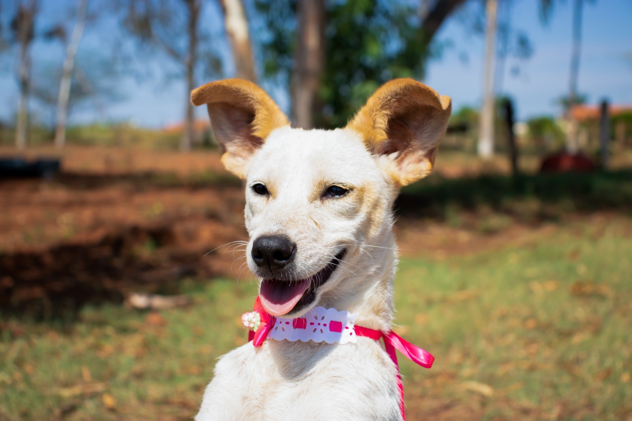 Com o objetivo de ajudar a área de proteção animal, também prejudicada pela pandemia da Covid-19, o Governo do Estado e entidades vão realizar em 23 de maio, a partir das 19 horas, o Leilão Pró-animal. Todo o recurso angariado será destinado à compra de ração para entidades de proteção animal. Os itens leiloados estarão disponíveis no site http://www.hkleiloes.com.br.Foto: ONG Bicho Bom - Terra Rica