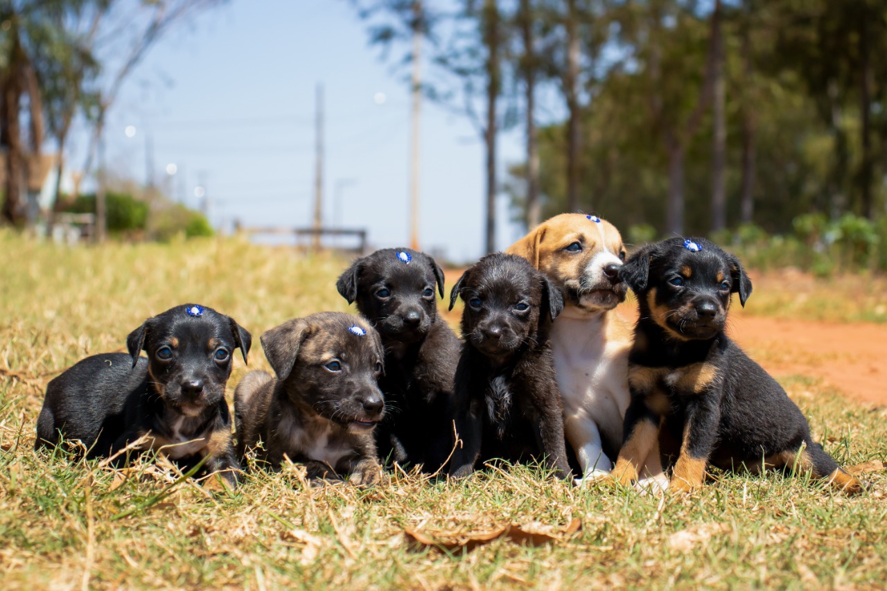 Com o objetivo de ajudar a área de proteção animal, também prejudicada pela pandemia da Covid-19, o Governo do Estado e entidades vão realizar em 23 de maio, a partir das 19 horas, o Leilão Pró-animal. Todo o recurso angariado será destinado à compra de ração para entidades de proteção animal. Os itens leiloados estarão disponíveis no site http://www.hkleiloes.com.br.Foto: ONG Bicho Bom - Terra Rica