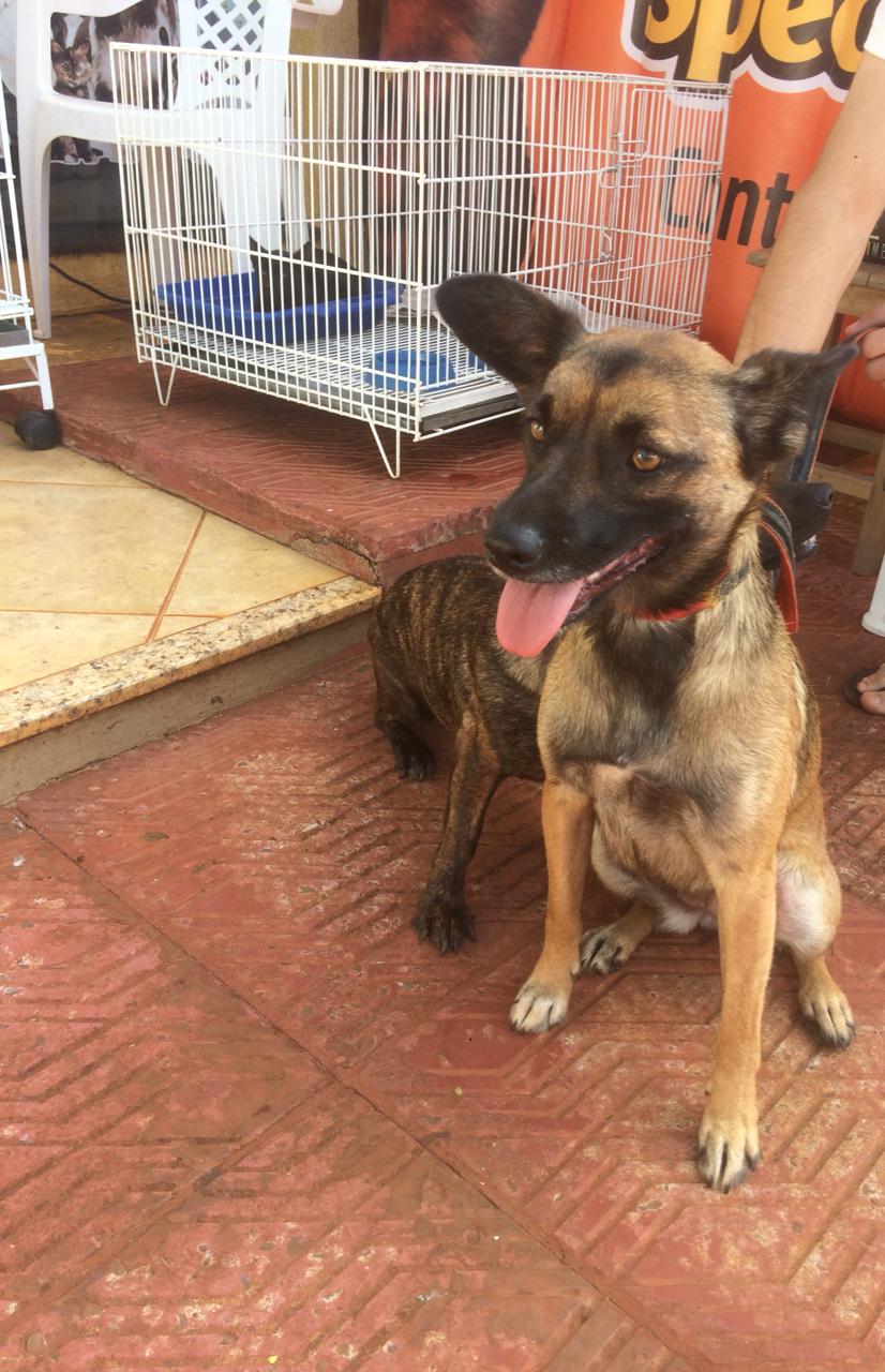 Com o objetivo de ajudar a área de proteção animal, também prejudicada pela pandemia da Covid-19, o Governo do Estado e entidades vão realizar em 23 de maio, a partir das 19 horas, o Leilão Pró-animal. Todo o recurso angariado será destinado à compra de ração para entidades de proteção animal. Os itens leiloados estarão disponíveis no site http://www.hkleiloes.com.br.Foto: ONG Corbélia Proteção Animal