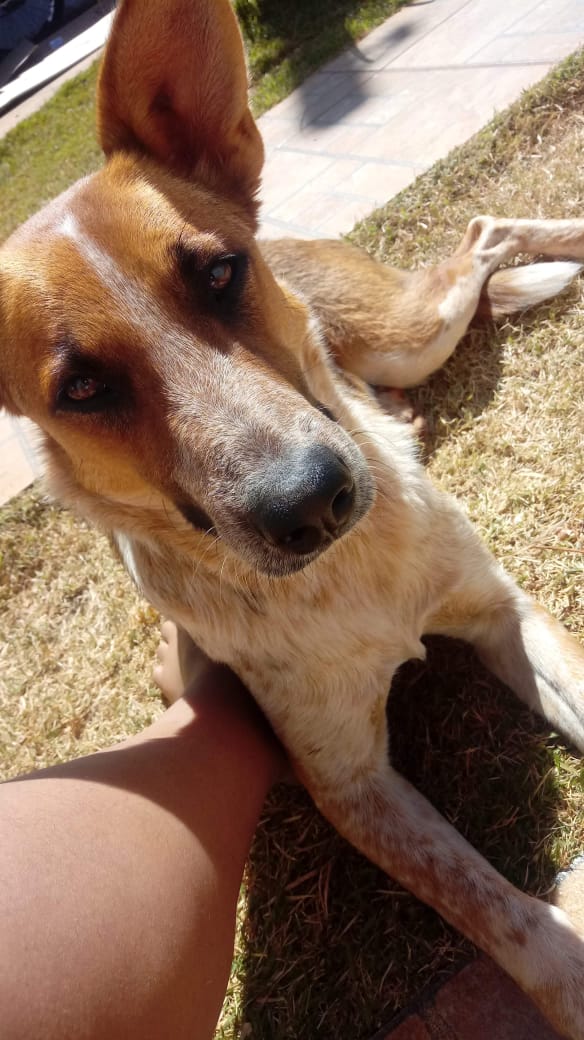 Com o objetivo de ajudar a área de proteção animal, também prejudicada pela pandemia da Covid-19, o Governo do Estado e entidades vão realizar em 23 de maio, a partir das 19 horas, o Leilão Pró-animal. Todo o recurso angariado será destinado à compra de ração para entidades de proteção animal. Os itens leiloados estarão disponíveis no site http://www.hkleiloes.com.br.Foto: ONG Corbélia Proteção Animal
