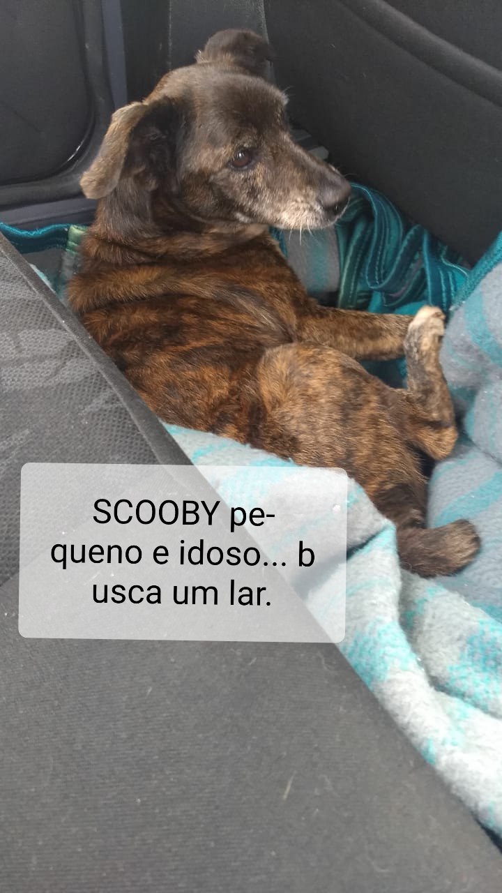 Com o objetivo de ajudar a área de proteção animal, também prejudicada pela pandemia da Covid-19, o Governo do Estado e entidades vão realizar em 23 de maio, a partir das 19 horas, o Leilão Pró-animal. Todo o recurso angariado será destinado à compra de ração para entidades de proteção animal. Os itens leiloados estarão disponíveis no site http://www.hkleiloes.com.br.Foto: ONG Corbélia Proteção Animal