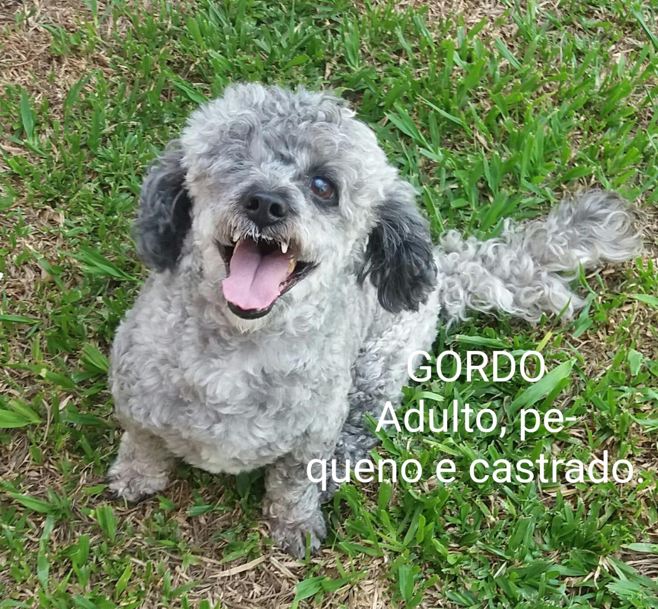 Com o objetivo de ajudar a área de proteção animal, também prejudicada pela pandemia da Covid-19, o Governo do Estado e entidades vão realizar em 23 de maio, a partir das 19 horas, o Leilão Pró-animal. Todo o recurso angariado será destinado à compra de ração para entidades de proteção animal. Os itens leiloados estarão disponíveis no site http://www.hkleiloes.com.br.Foto: ONG Corbélia Proteção Animal