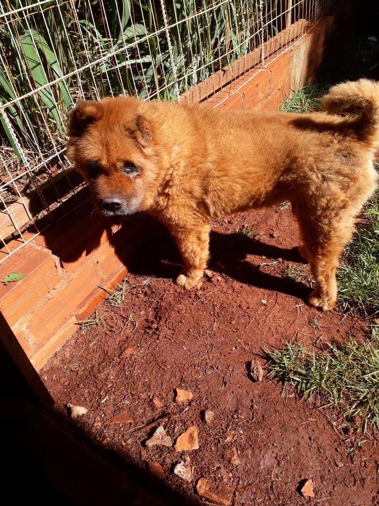 Com o objetivo de ajudar a área de proteção animal, também prejudicada pela pandemia da Covid-19, o Governo do Estado e entidades vão realizar em 23 de maio, a partir das 19 horas, o Leilão Pró-animal. Todo o recurso angariado será destinado à compra de ração para entidades de proteção animal. Os itens leiloados estarão disponíveis no site http://www.hkleiloes.com.br.Foto: ONG Corbélia Proteção Animal