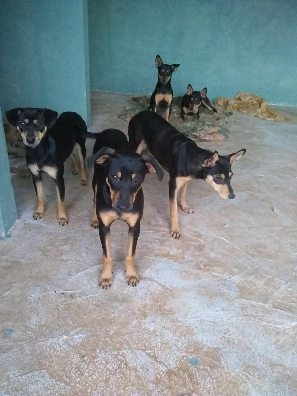 Com o objetivo de ajudar a área de proteção animal, também prejudicada pela pandemia da Covid-19, o Governo do Estado e entidades vão realizar em 23 de maio, a partir das 19 horas, o Leilão Pró-animal. Todo o recurso angariado será destinado à compra de ração para entidades de proteção animal. Os itens leiloados estarão disponíveis no site http://www.hkleiloes.com.br.Foto: ONG Amparo - Marechal Cândido London