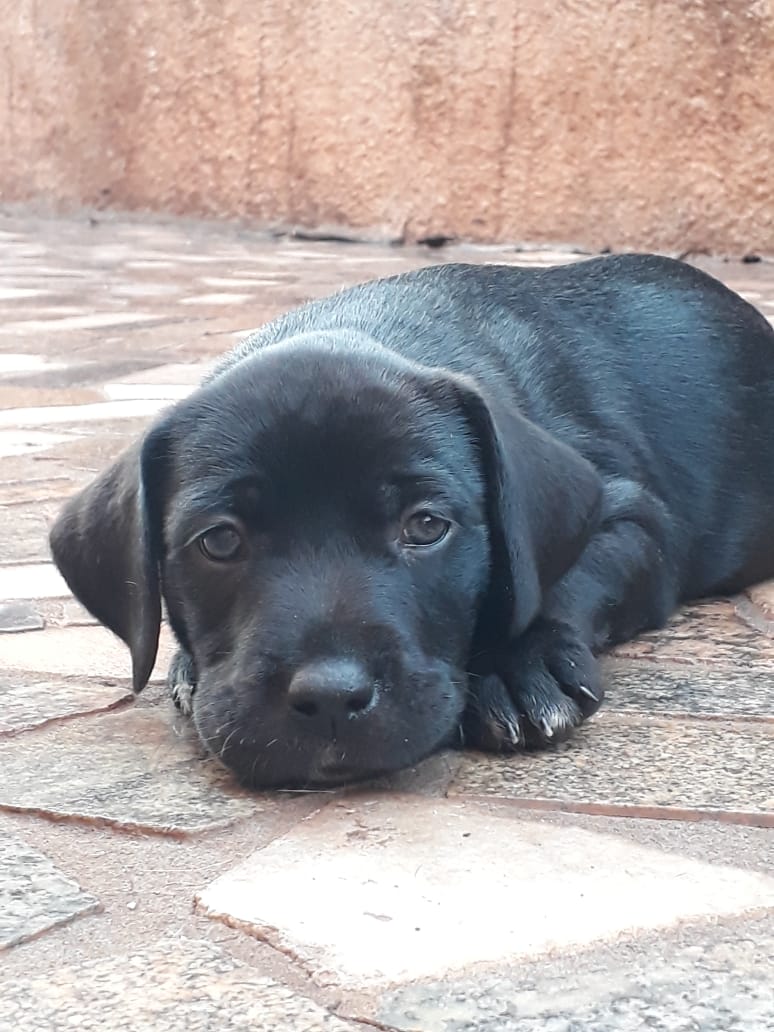 Com o objetivo de ajudar a área de proteção animal, também prejudicada pela pandemia da Covid-19, o Governo do Estado e entidades vão realizar em 23 de maio, a partir das 19 horas, o Leilão Pró-animal. Todo o recurso angariado será destinado à compra de ração para entidades de proteção animal. Os itens leiloados estarão disponíveis no site http://www.hkleiloes.com.br.Foto: ONG SPA - Uraí