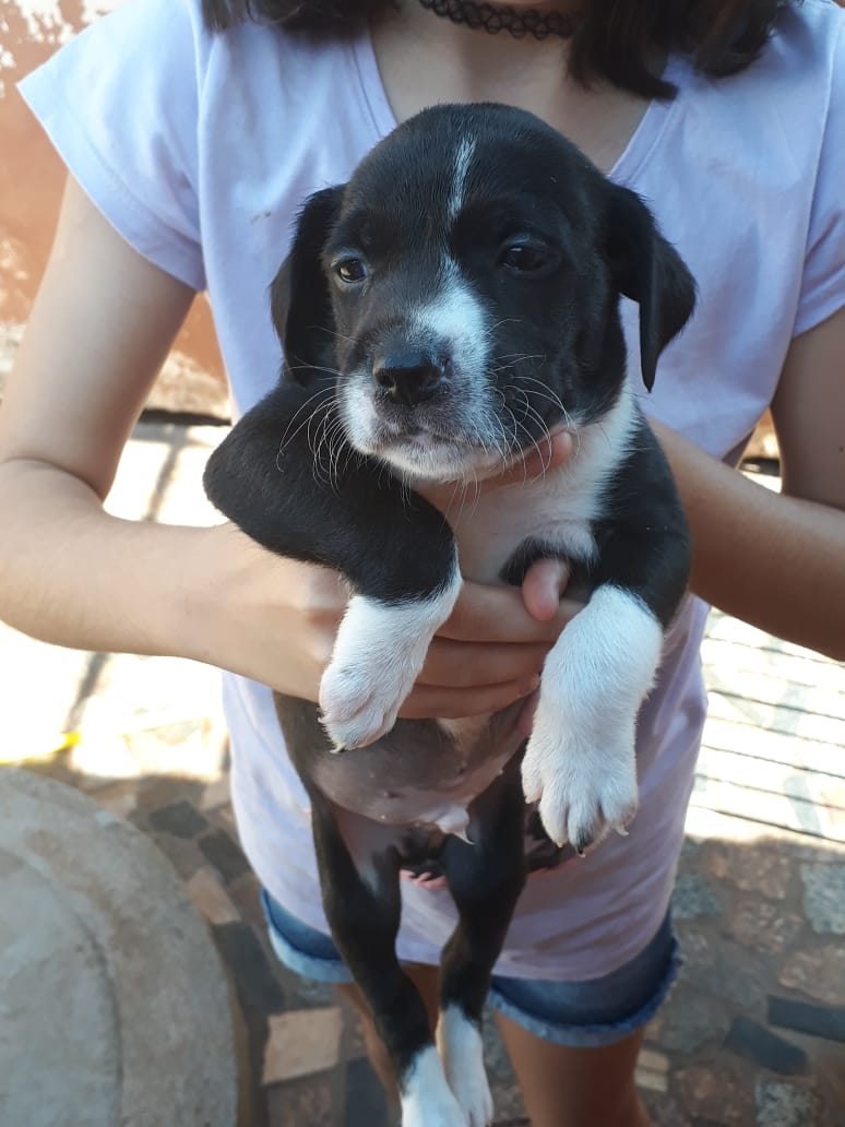 Com o objetivo de ajudar a área de proteção animal, também prejudicada pela pandemia da Covid-19, o Governo do Estado e entidades vão realizar em 23 de maio, a partir das 19 horas, o Leilão Pró-animal. Todo o recurso angariado será destinado à compra de ração para entidades de proteção animal. Os itens leiloados estarão disponíveis no site http://www.hkleiloes.com.br.Foto: ONG SPA - Uraí