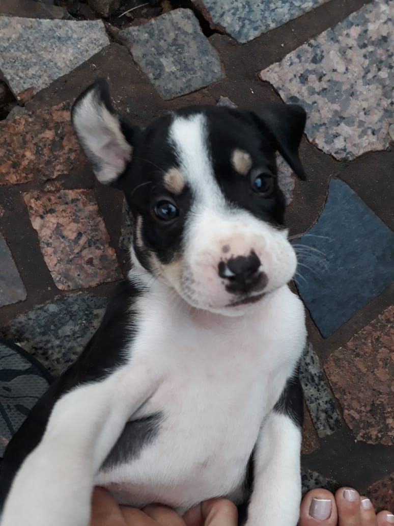 Com o objetivo de ajudar a área de proteção animal, também prejudicada pela pandemia da Covid-19, o Governo do Estado e entidades vão realizar em 23 de maio, a partir das 19 horas, o Leilão Pró-animal. Todo o recurso angariado será destinado à compra de ração para entidades de proteção animal. Os itens leiloados estarão disponíveis no site http://www.hkleiloes.com.br.Foto: ONG SPA - Uraí