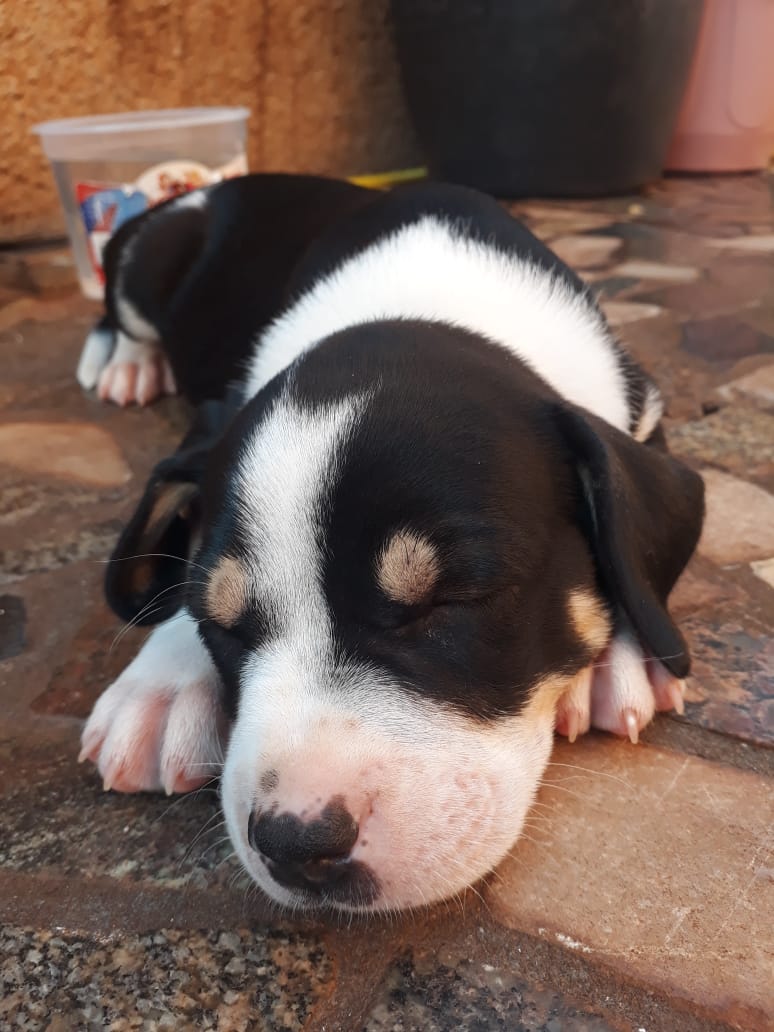 Com o objetivo de ajudar a área de proteção animal, também prejudicada pela pandemia da Covid-19, o Governo do Estado e entidades vão realizar em 23 de maio, a partir das 19 horas, o Leilão Pró-animal. Todo o recurso angariado será destinado à compra de ração para entidades de proteção animal. Os itens leiloados estarão disponíveis no site http://www.hkleiloes.com.br.Foto: ONG SPA - Uraí