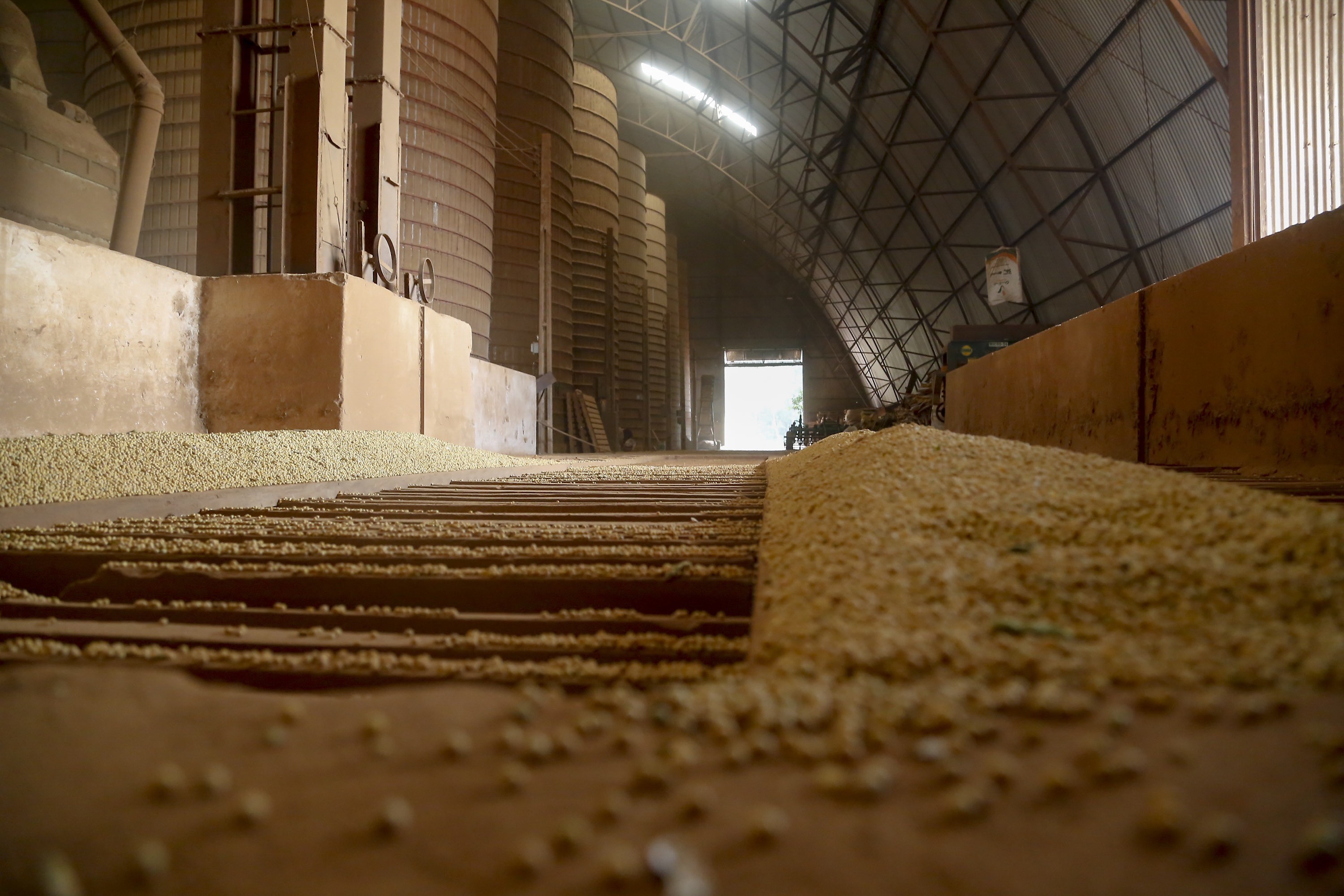 Principal produto do agro paranaense e brasileiro, o cultivo da soja ocupa mais de um quarto de todo o território do Estado e está espalhado por todas as regiões.  -  Foto: Gilson Abreu/AEN